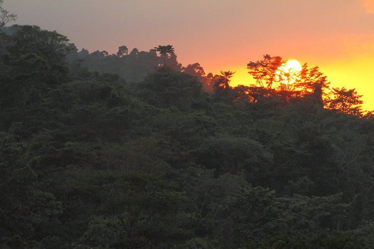 Deserted Islands & Jungle Romance